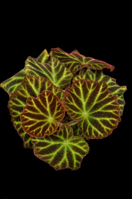 B. retinervia